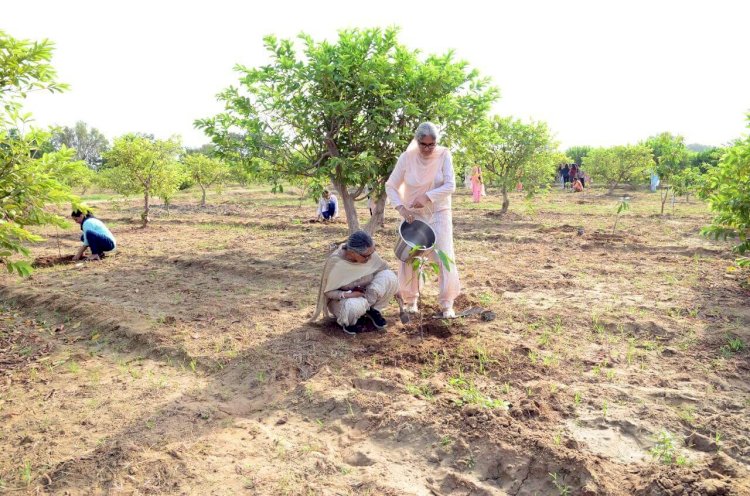 Grand Celebrations of Pious Incarnation Day by Planting More Than 25 Lakh Trees Globally!