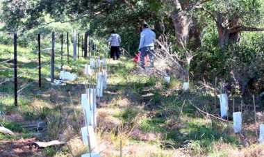 Dera Followers Carried Out Tree Plantation Drive in Australia