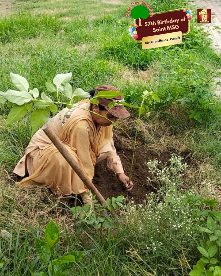 A Sacred Commitment to Sustainability: Honoring MSG Bhandara with a Grand Tree Plantation Drive